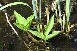 menyanthes trifoliata (4) (1200 x 800).jpg_product